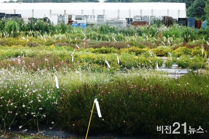다양한 신품종을 개발, 보유하고 있는 우리씨드 야생화
