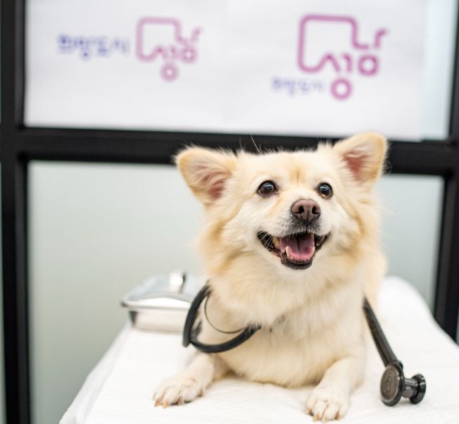 성남 시립동물병원 9월 22일 개소