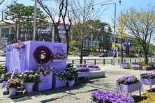 고양국제박람회재단, 꽃박람회 대비 보랏빛 화훼 포토존 설치