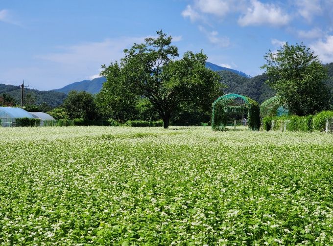 메밀꽃 경관단지 사진