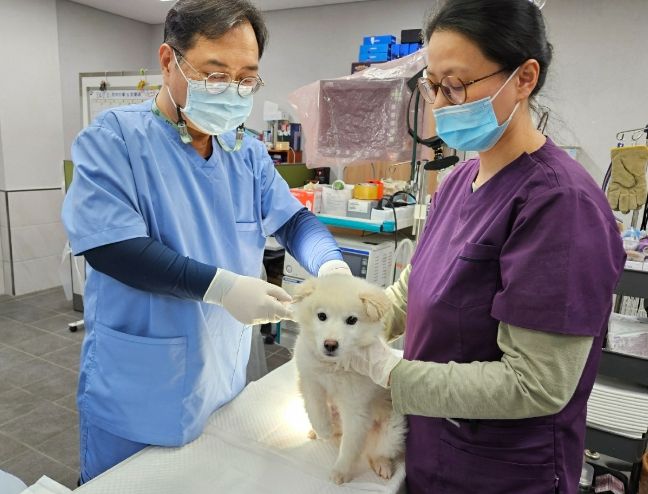 용인특례시가 상반기 광견병 예방접종을 시행한다. 관계자가 예방접종을 하고 있다