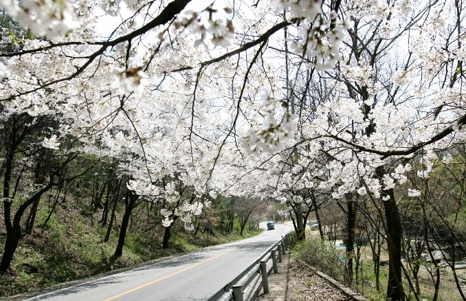 수도권 벚꽃 명소, 광주시