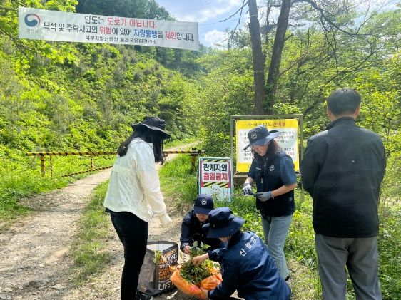 불법 산나물 채취, 무단입산 행위 집중단속