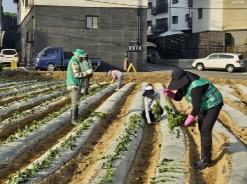파주시 운정1동 새마을지도자협의회, 사랑의 고구마 심기