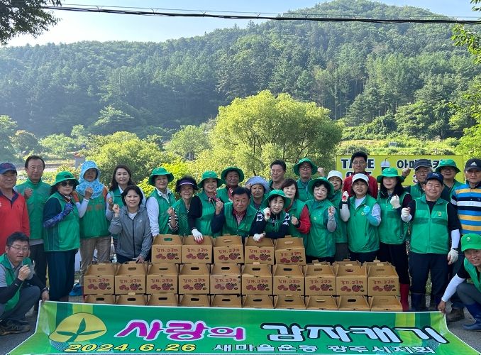 새마을운동광주시지회, 사랑의 감자 캐기에 구슬땀 흘려