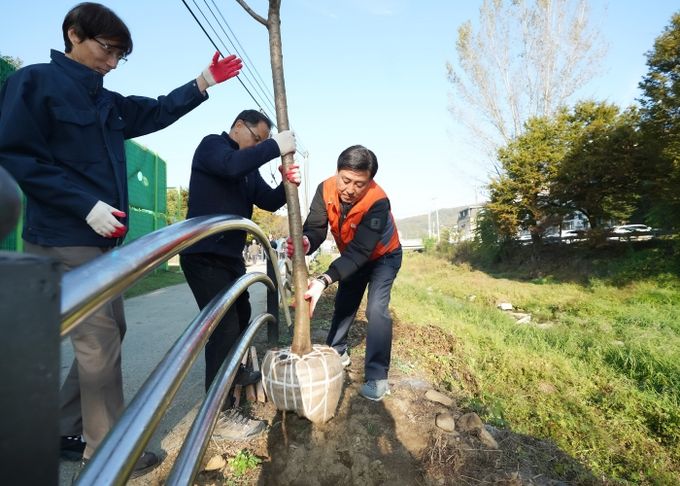 광주시, 목현천 산책로에 왕벚나무 식재