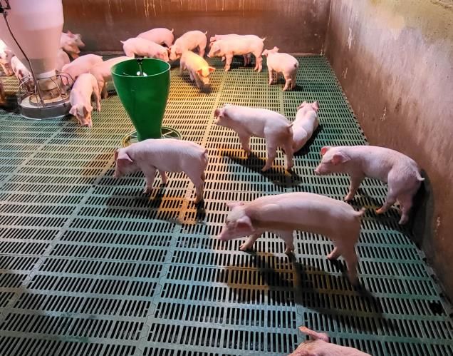 양돈산업 경쟁력 강화