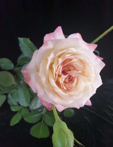 고양시 육성 장미 헤스티아