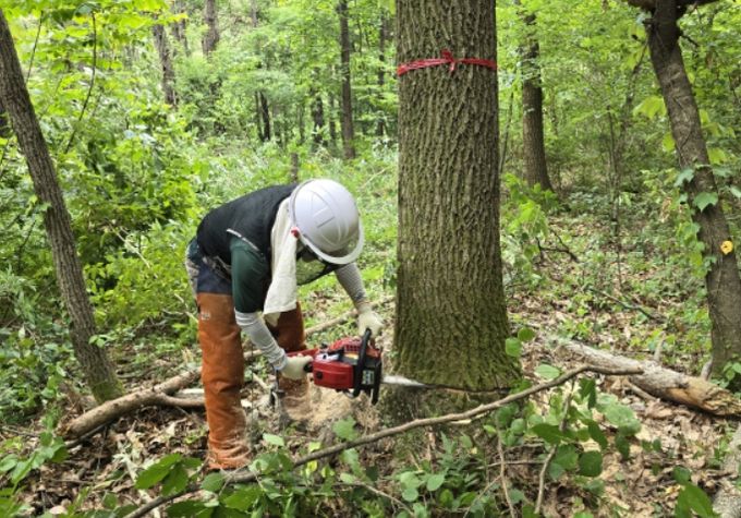 상수리나무 표준목 벌채