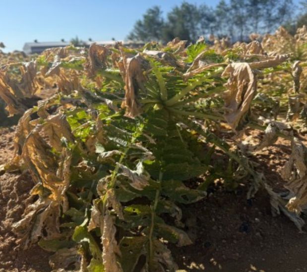 식물(무) 갈변 사진